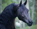 Arabian Stallion Sohlar Storm
